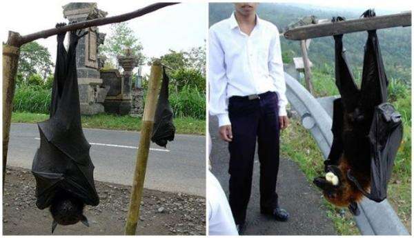 Tahukah Anda, Inilah Daftar Berukuran Super Jumbo, Hewan-Hewan Memiliki