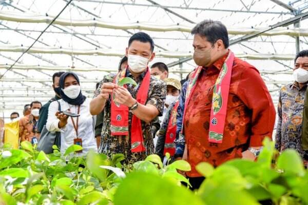 Reforestrasi Dorong Akselerasi Pertumbuhan Green Economy
