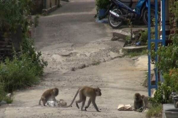 Serangan Kera Ekor Panjang Menggila di Wilayah Gunungkidul