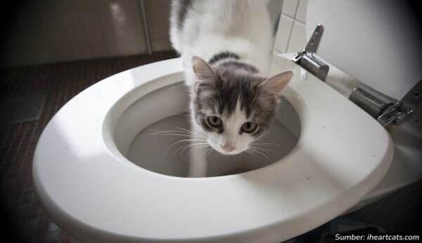 Oh, Ternyata Ini Alasan Kenapa Kucing Suka Minum Air WC. Apakah Berbahaya?