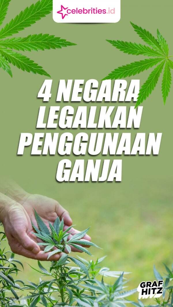 Infografis Daftar Negara Legalkan Penggunaan Ganja, Nomor 1 Boleh Tanam ...