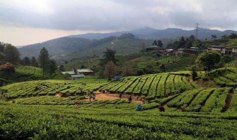 In Picture: Agrowisata Wisata Kebun Teh Ramai Dikunjungi Wisatawan