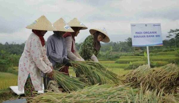 Pembiayaan Ultra Mikro Selamatkan Petani dari Jeratan Rentenir