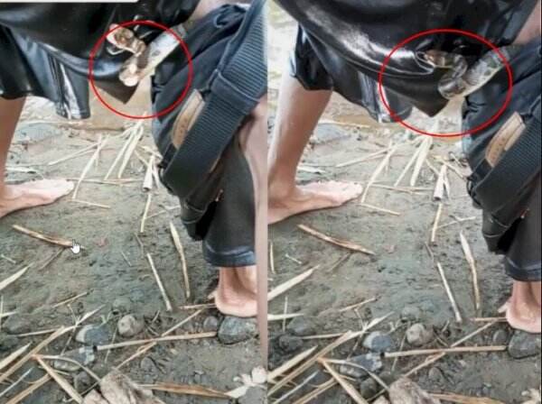 Detik-detik Celana Wisatawan Kemasukan Ular Saat Lagi Asyik Berenang, Tegang! Begini Endingnya...