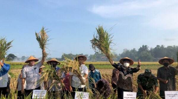 Libur Tetap Produktif, Kementan Panen Padi dan Tanam Kedelai di Kulon Progo