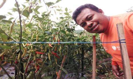 Babinsa Koramil Biak Barat Bantu Warga Panen Cabai