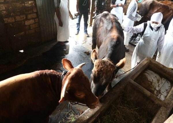 Ribuan Sapi Terjangkit Penyakit Mulut dan Kuku