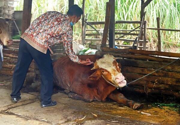 Imbas Persebaran PMK yang Masif, Stok Sapi Berpotensi Menurun