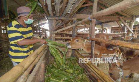 Puluhan Sapi di Lombok Tengah Diduga Terkena Virus