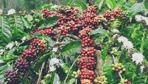 Penggunaan DD Pengadaan Bibit Kopi Tunggu Kajian Teknis DTPHP