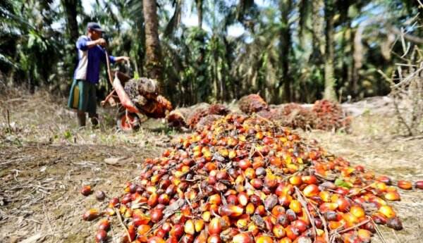 Analisis Pakar: Perkebunan Sawit Hemat Deforestasi, Polusi, Hingga Emisi