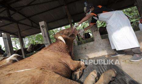 200 Ternak Sapi Tertular PMK, Kementan: Tingkat Kematian Rendah