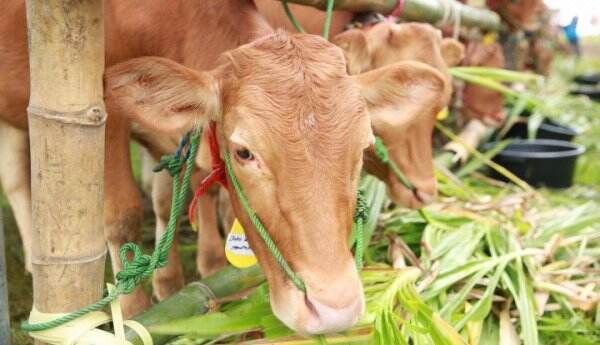 Gresik Lakukan Upaya Mitigasi PMK dengan Tinjau Pasar dan Kandang Sapi