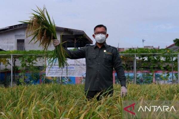 Produksi Padi di Kalbar Surplus, Bisa Penuhi Konsumsi Setahun