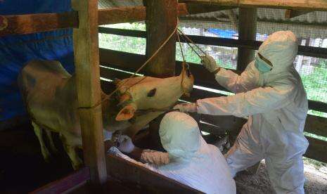 Ratusan Sapi di Aceh Timur Diduga Terserang Penyakit Mulut dan Kuku