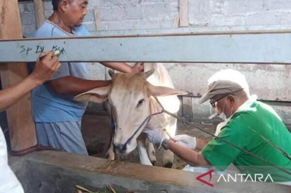 Belum Ada Kasus PMK di Solo, Ini Langkah Antisipatif Pemkot