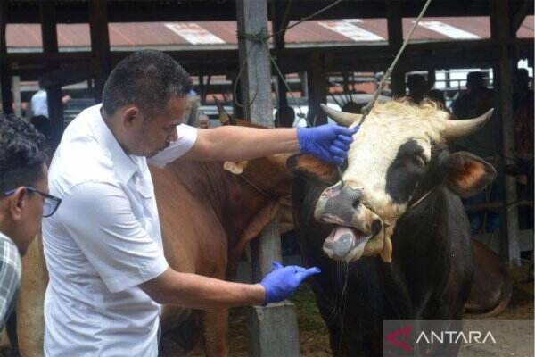 Peternak Sultra Waspada, Dokter Ungkap Ciri Sapi Terinfeksi PMK