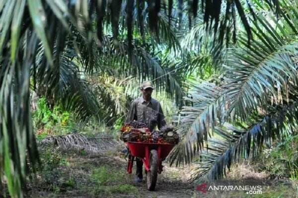 Bos Sawit Harap Bersabar, Harga CPO Lagi Turun Nih