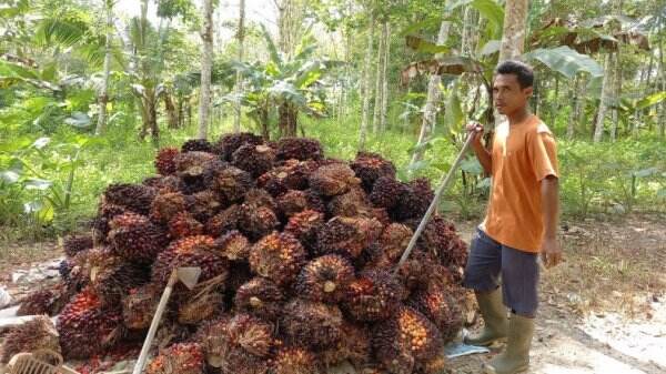 SPKS Sebut 3 Masalah yang Dihadapi Perkebunan Kelapa Sawit, Apa Saja?
