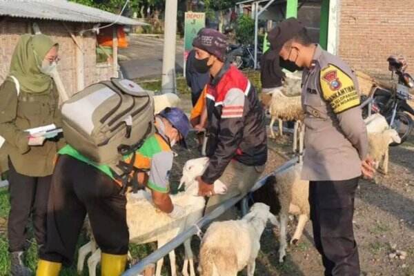 Polres Magetan Awasi Hewan Ternak, Cegah Penularan Wabah PMK