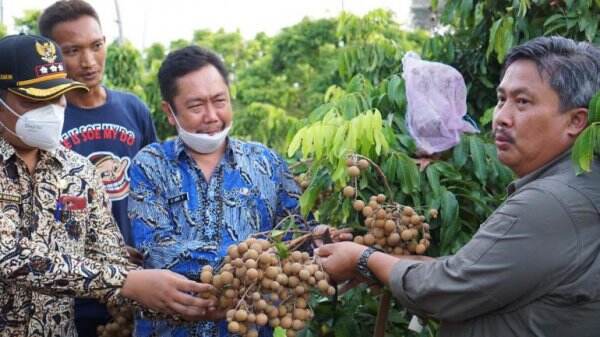 Kementan Siap Kembangkan Kampung Lengkeng Untuk Tingkatkan Daya Saing