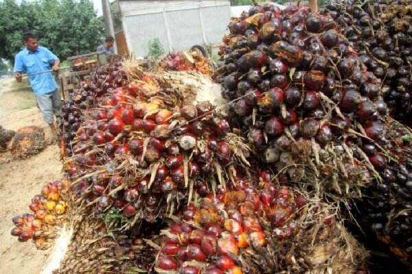 Larangan Ekspor CPO Bikin Petani Sawit Gigit Jari, Ini Sederet Dampaknya