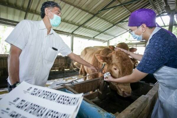 Rentan Tularkan Wabah PMK, Ratusan Sapi dan Babi Tertahan di Pelabuhan