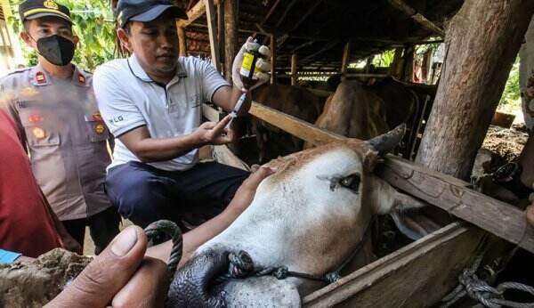536 Sapi di Babel Terserang Wabah PMK, Distan Perketat Lalu Lintas Ternak