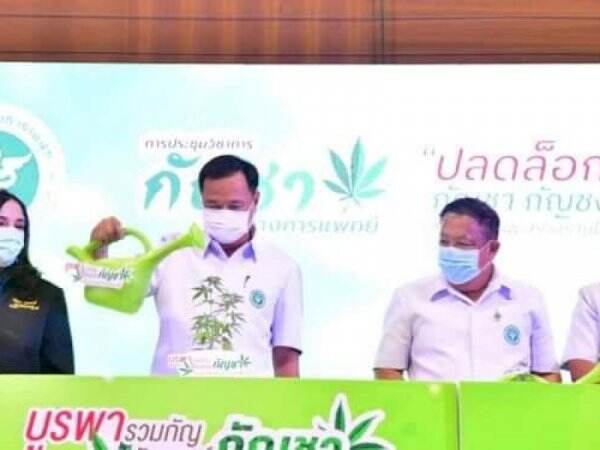 Pemerintah Thailand Bakal Bagikan 1 juta bibit Pohon Ganja Untuk Ditanam Di rumah Warga