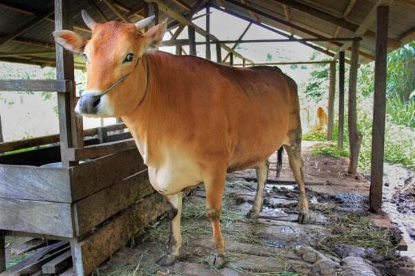 Daging Sapi Terjangkit Penyakit Mulut dan Kuku Aman Dikonsumsi?