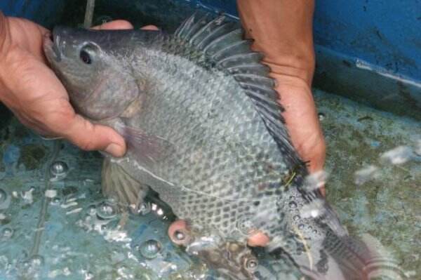Selain Lezat, Ikan Nila Ternyata Memiliki 5 Manfaat buat Kesehatan