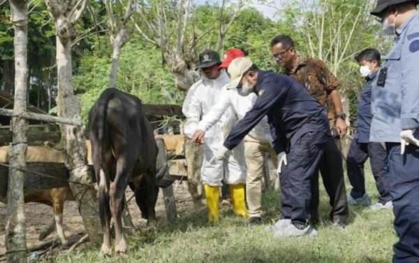 Kasus Sapi Penyakitan Meluas Pak Menteri, Harga Daging Makin Mahal