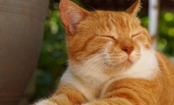 Rahasia Kenapa Kucing Mendekat saat Namanya Dipanggil