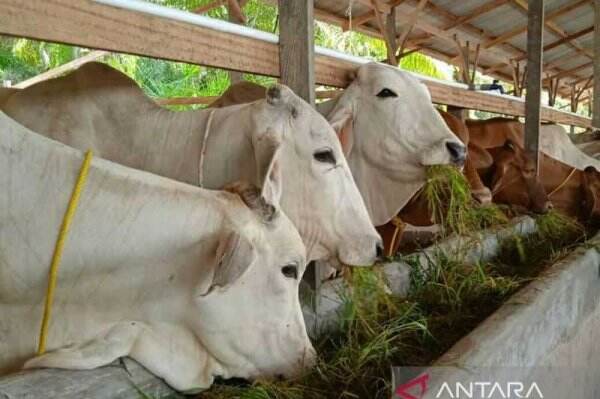 Kabar Baik di Tengah Wabah PMK, Peternakan Sapi di Penajam Hasilkan Pupuk Organik 10 Ton/Hari