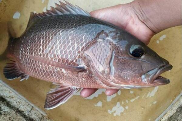 4 Cara Menghilangkan Bau Amis pada Ikan, Wajib Dicoba