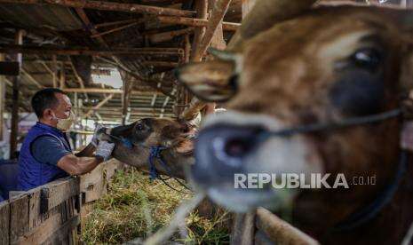 Tangerang Waspadai Penyakit Mulut dan Kuku pada Hewan Ternak