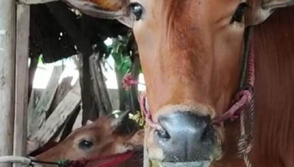 Datang dari Luar Daerah, 169 Sapi di Bangka Suspek Penyakit Mulut dan Kuku