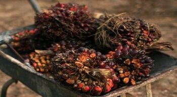 Petani Sawit Rugi Rp11 Triliun akibat Larangan Ekspor CPO