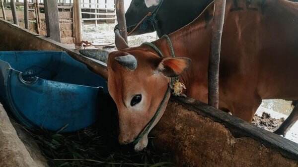 Kembangkan Budidaya Sapi, Pemprov Kaltim Usulkan Pemanfaatan Lahan Bekas Tambang