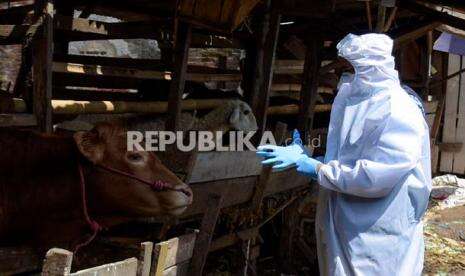 Wabah PMK Ternak di Lombok Tengah Meluas