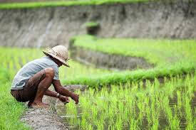 Pengelolaan Keuangan Desa Berantakan, Ini Sebab Utamanya Menurut BPKP