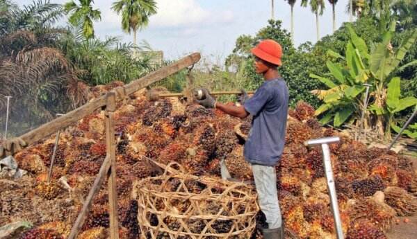 Larangan Ekspor CPO Belum Dicabut, Harga Buah Sawit Merosot
