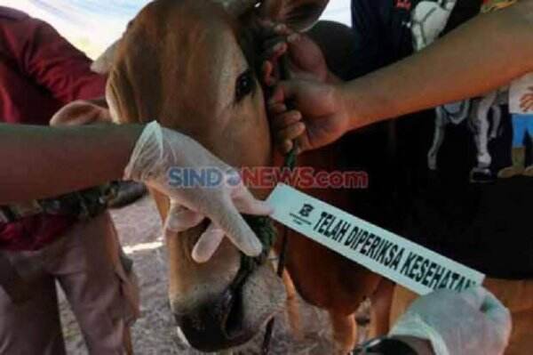 8.794 Sapi di Jatim Terinfeksi PMK, Tertinggi Ada di Lumajang