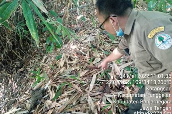 Empat Harimau Menampakkan Diri, BKSD Banjarnegara Terjunkan Tim