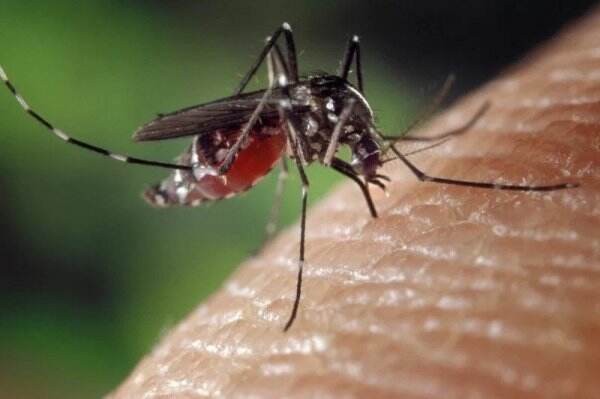 Dampak Banjir Rob Semarang, Anak-Anak Terserang Demam Dengue