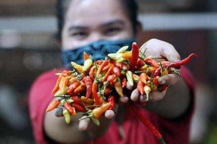 Harga Cabai Rawit di Jakarta Lagi Pedas Tembus Rp80.000 per Kg