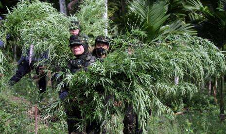 BNN Musnahkan 5 Hektare Ladang Ganja di Gayo Lues Aceh