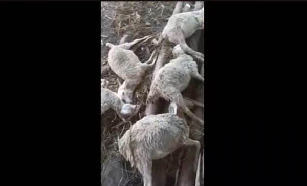 10 Ekor Kambing di Situbondo Mati Mendadak, Badan Lemas Mulut Berlendir