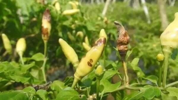 Terserang Hama, Hasil Panen Cabai Petani di Banjarnegara Anjlok 50 Persen