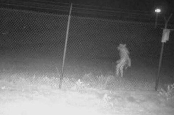 Geger Sosok Mirip Manusia Serigala Terekam CCTV Kebun Binatang